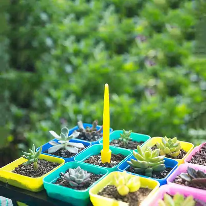 1/10Pcs Sowing Succulents Tran - đánh giá và giá Succulent Set