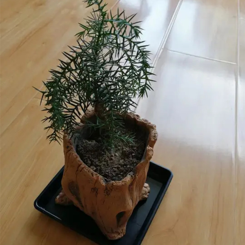 Imitation Wooden Stakes Tree R - đánh giá và giá Succulent Set