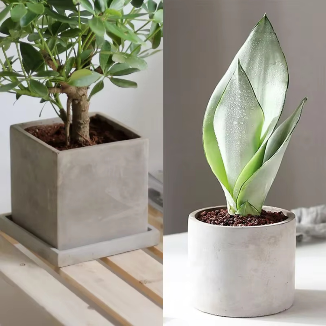 15cm Large Size Round Concrete - đánh giá và giá Succulent Set