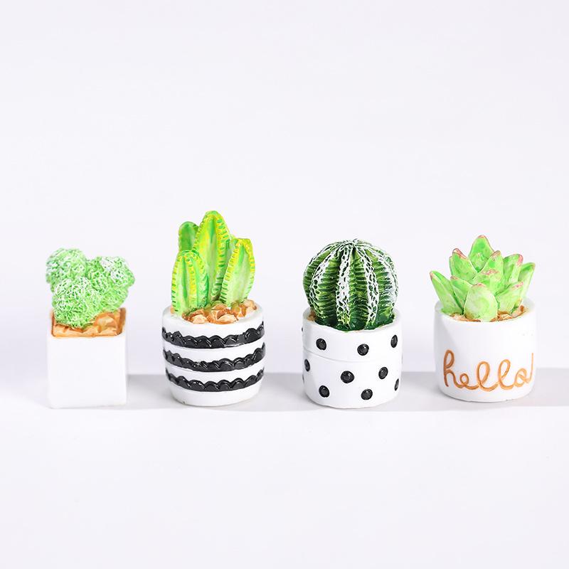 4-Piece Set of Cactus Succulen - đánh giá và giá Succulent Set