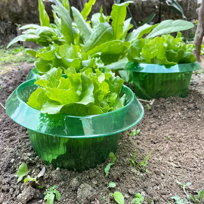 Plants Slug Protection Rings V - đánh giá và giá Terracotta Pot
