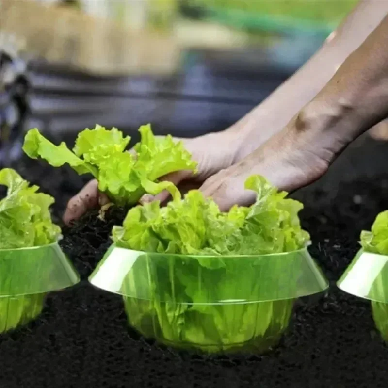 Plants Slug Protection Rings V - đánh giá và giá Terracotta Pot